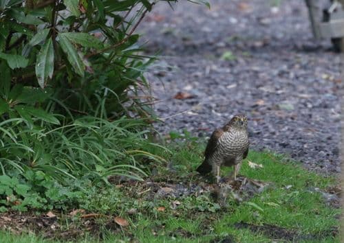 Sparrowhawk on a kill