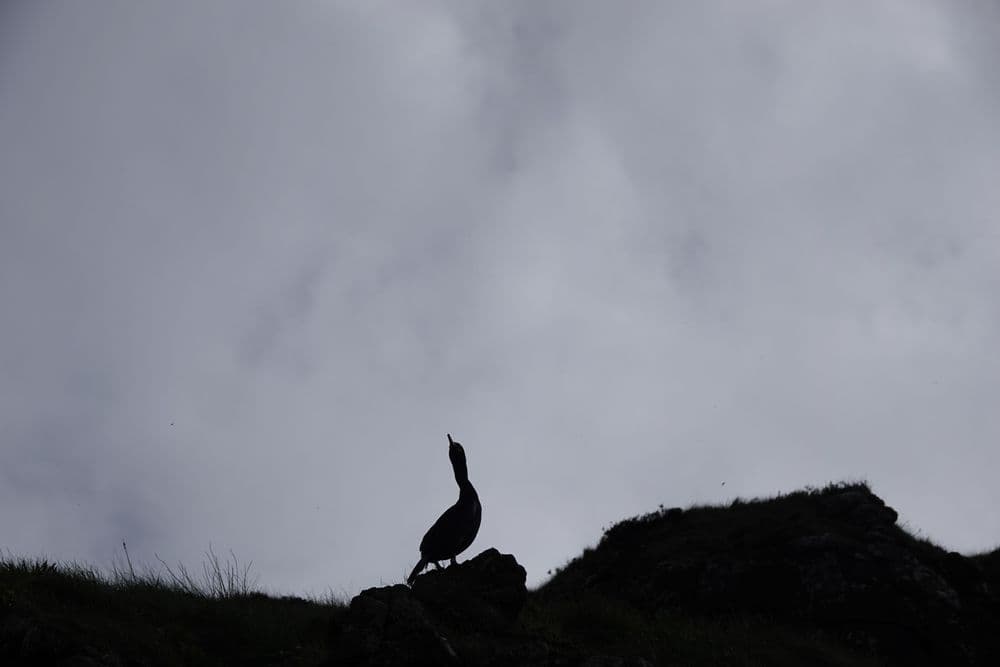 Enjoy Mull