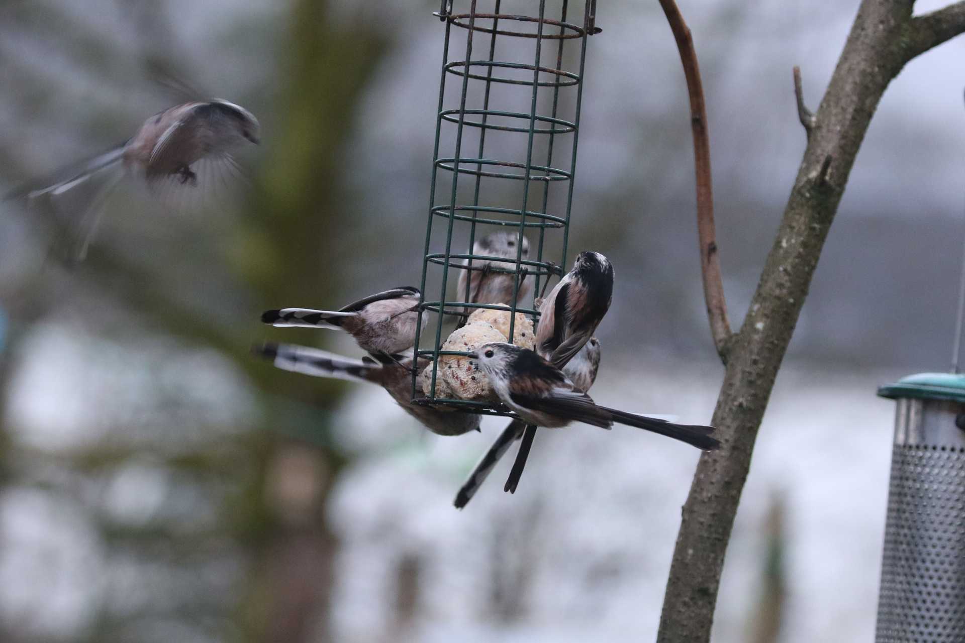 Long tail tits on the cottage feeder