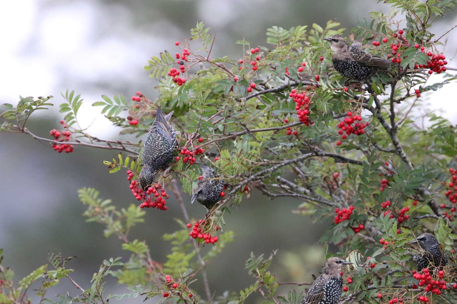 Starlings on Rowan berries