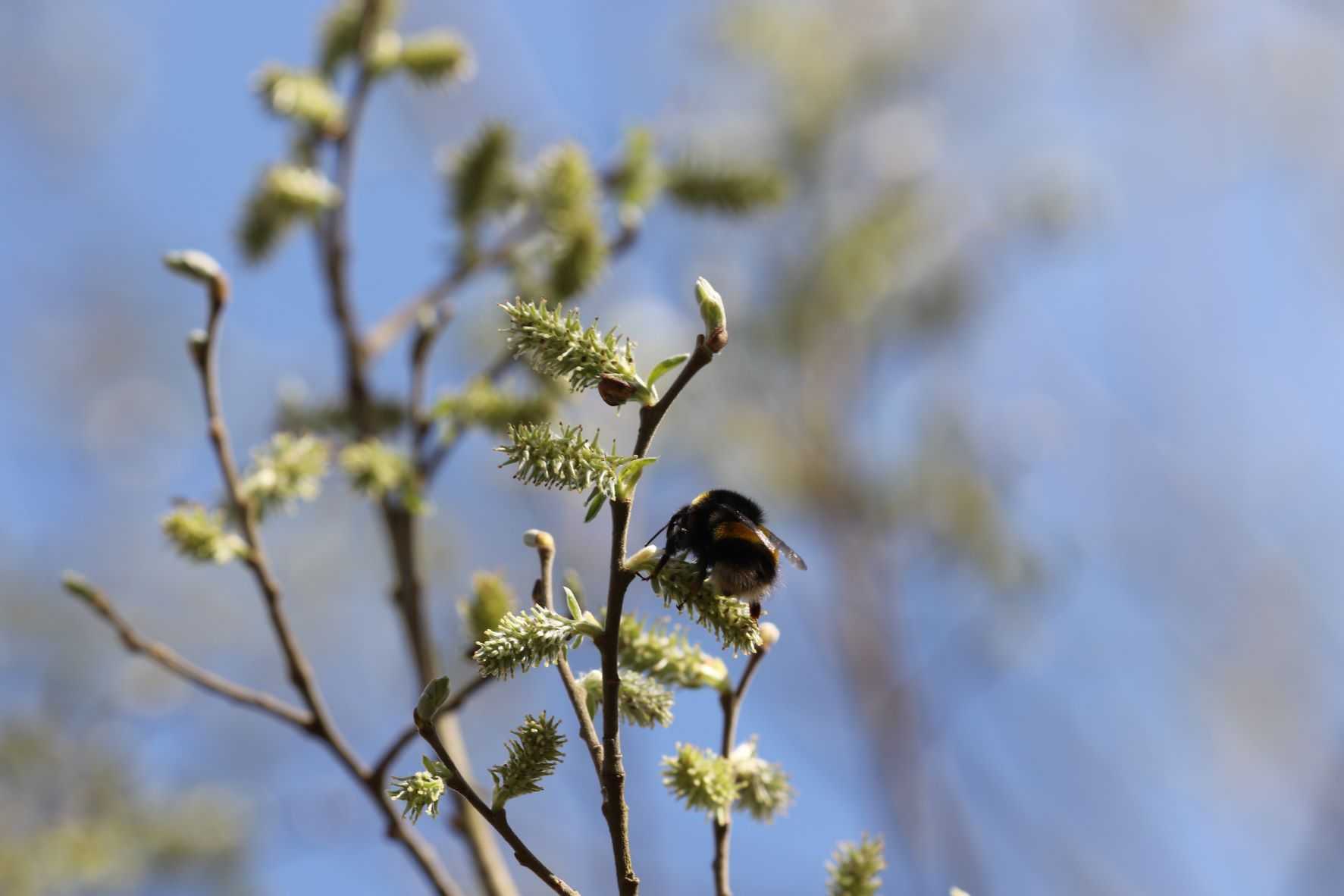 Bee on Willow